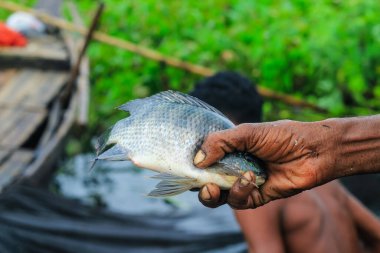 Bangladeşli balıkçı balık yakaladı. Balık hazır. Balık ağlarıyla nehirde balık tutmak. Geleneksel balıkçıların hayatı. Bangladeş 'te balık tutmak büyük bir endüstri..