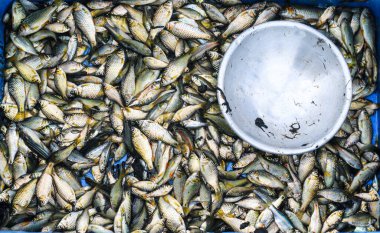 Bir sürü balık. Bir grup balık yaklaştı. Geleneksel balıkçıların hayatı. Bangladeş 'te balık tutmak büyük bir endüstri. Bangladeşli balıkçılar balık yakaladı..