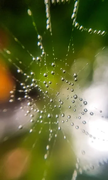 Σταγόνες Dew Ιστό Αράχνης Ιστό Αράχνης Closeup Πράσινο Φόντο Για — Φωτογραφία Αρχείου