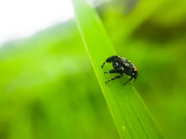 Araignée Assise Sur Des Feuilles Vertes — Photo