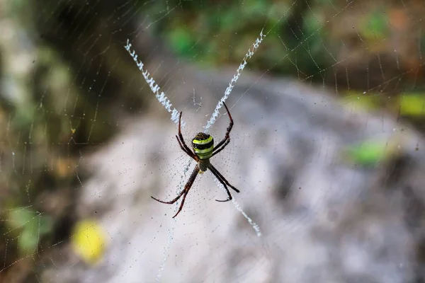 Aranha Sentada Teia Com Fundo Verde — Fotografia de Stock