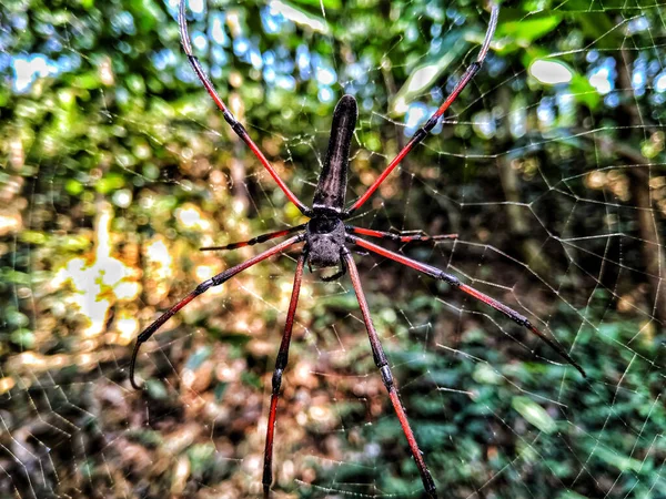 Spider Sentado Web Con Fondo Verde — Foto de Stock