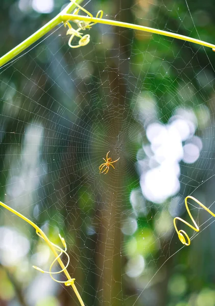 Spider Κάθεται Στο Διαδίκτυο Πράσινο Φόντο — Φωτογραφία Αρχείου
