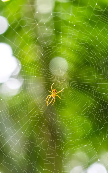 Pók Weben Zöld Háttér — Stock Fotó
