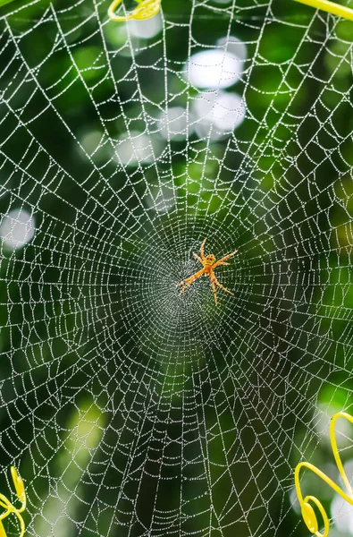 Aranha Sentada Teia Com Fundo Verde — Fotografia de Stock