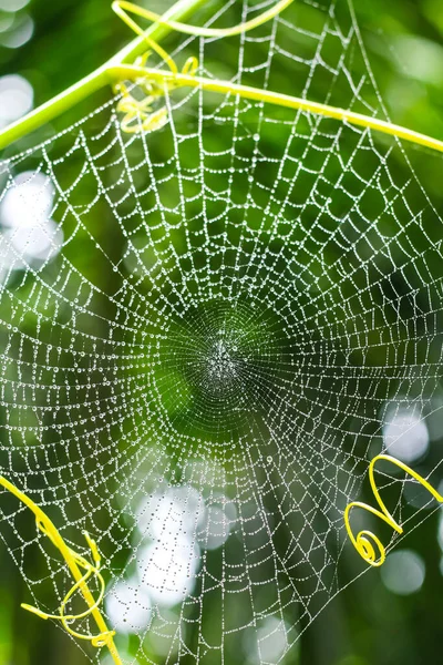 Rocía Gotas Tela Araña Telaraña Primer Plano Con Fondo Verde — Foto de Stock