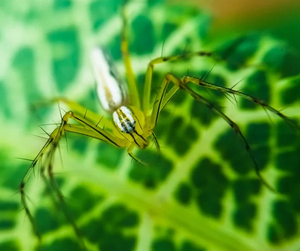 Araignée Assise Sur Des Feuilles Vertes — Photo