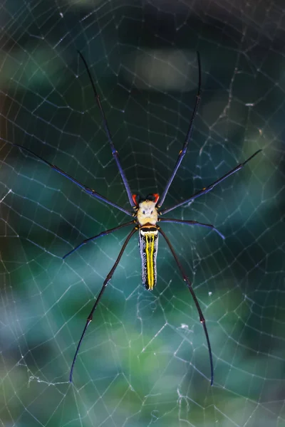 Spider Sentado Web Con Fondo Verde — Foto de Stock