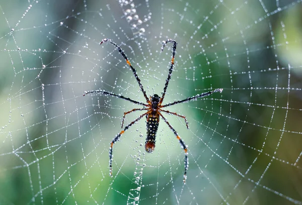 Örümcek Yeşil Arka Planda Ağda Oturuyor — Stok fotoğraf
