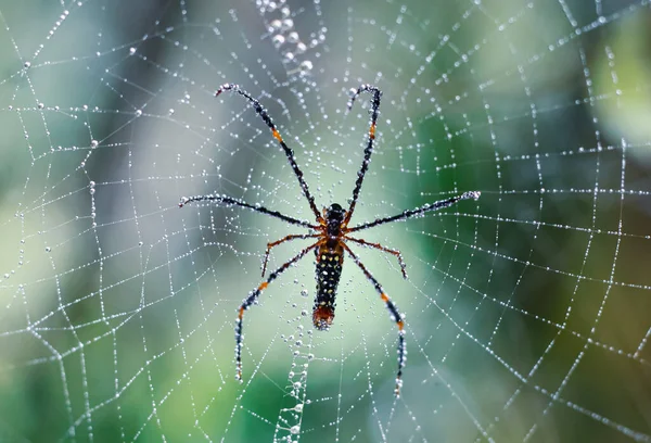 Spider Zit Het Web Met Groene Achtergrond — Stockfoto