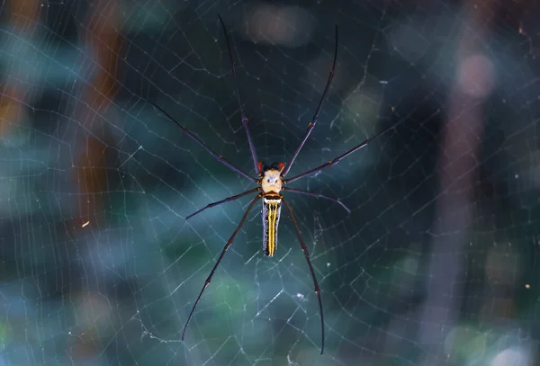 Araignée Assise Sur Toile Avec Fond Vert — Photo