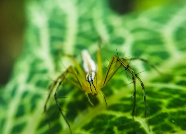 Spider Sitting Green Leaves — Stock Photo, Image