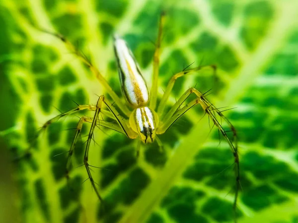 Araña Sentada Sobre Hojas Verdes — Foto de Stock