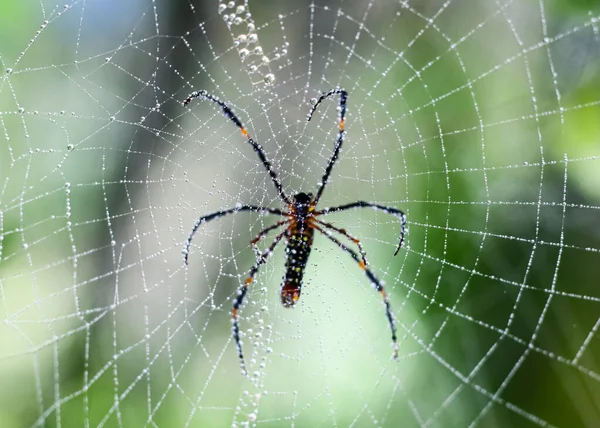 蜘蛛坐在绿色背景的网上 — 图库照片