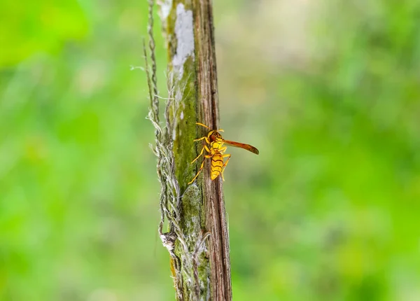 Getingvy Närbild För Makrofotografering Getingmimisk Svävare Volucella Zonaria Träd — Stockfoto