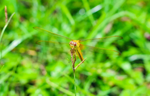 Güzel Doğa Manzaralı Yusufçuk Dragonfly Doğal Ortamında Arka Plan Duvar — Stok fotoğraf