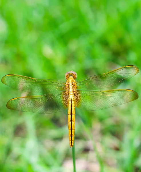 Beautiful Nature Scene Dragonfly Dragonfly Nature Habitat Using Background Wallpaper — Stock Photo, Image