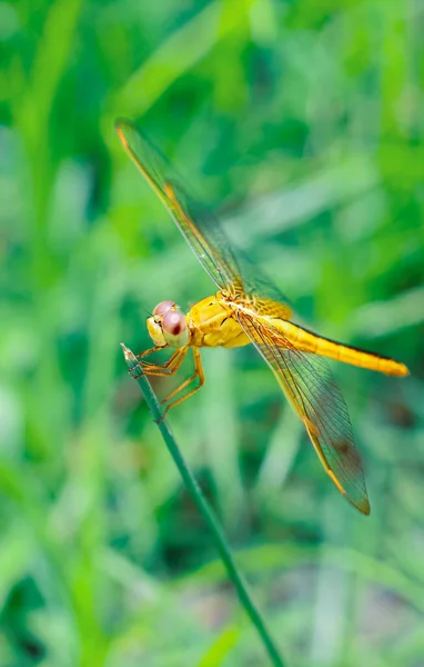 Güzel Doğa Manzaralı Yusufçuk Dragonfly Doğal Ortamında Arka Plan Duvar — Stok fotoğraf