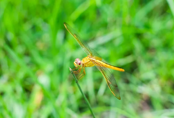 Güzel Doğa Manzaralı Yusufçuk Dragonfly Doğal Ortamında Arka Plan Duvar — Stok fotoğraf