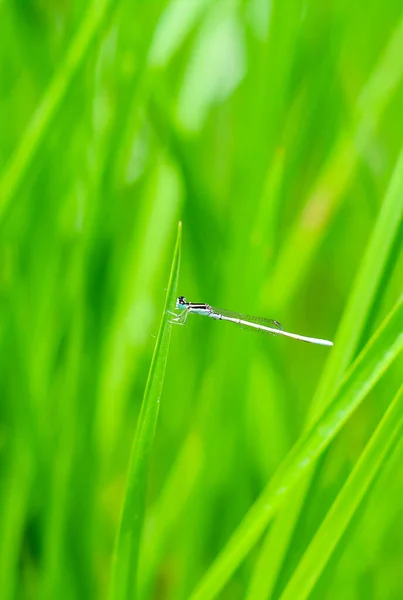 Prachtige Natuurscene Libelle Dragonfly Natuur Habitat Met Behulp Van Als — Stockfoto