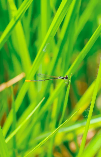 Güzel Doğa Manzaralı Yusufçuk Dragonfly Doğal Ortamında Arka Plan Duvar — Stok fotoğraf