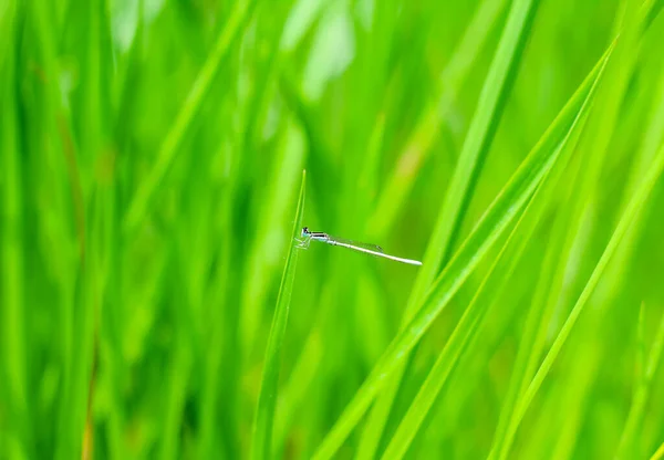 Beautiful Nature Scene Dragonfly Dragonfly Nature Habitat Using Background Wallpaper — Stock Photo, Image