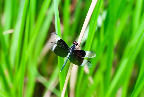 Beautiful Nature Scene Dragonfly Dragonfly Nature Habitat Using Background Wallpaper — Stock Photo, Image