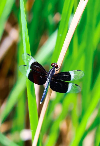 Прекрасна Сцена Природи Бабка Dragonfly Природному Середовищі Проживання Використовується Фон — стокове фото