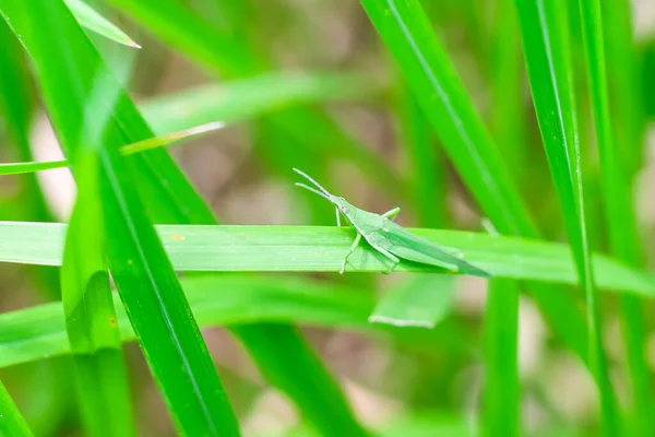 Belle Sauterelle Sur Herbe Sur Fond Flou Vue Macro Grasshopper — Photo