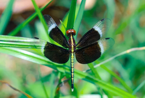 Schöne Naturszene Libelle Libelle Natürlichen Lebensraum Als Hintergrund Oder Tapete — Stockfoto