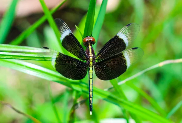 Güzel Doğa Manzaralı Yusufçuk Dragonfly Doğal Ortamında Arka Plan Duvar — Stok fotoğraf