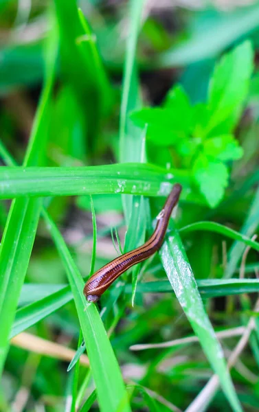 Yazın yeşil çimlere yakın çekim. Sülüklerle tedavi. Tıbbi sülüklerin kullanımı. Hiroterapi seansları. Kan emici ya da sülük avını arıyor..