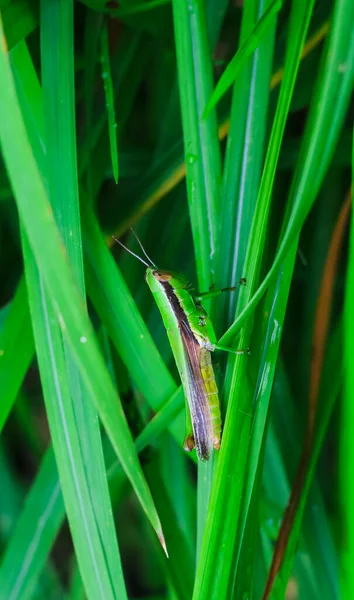 Schöne Heuschrecke Auf Dem Gras Vor Verschwommenem Hintergrund Heuschrecken Makro — Stockfoto