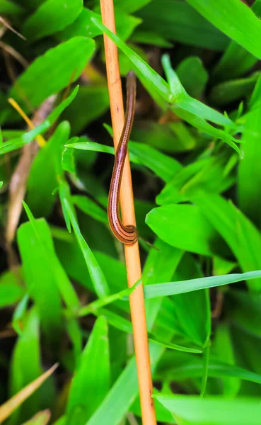 Blutegel Nahaufnahme Grünen Gras Sommer Behandlung Mit Blutegeln Verwendung Medizinischer — Stockfoto