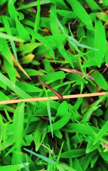 Пиявка Крупным Планом Зеленой Траве Летом Лечение Пиявками Сеансы Гирудотерапии — стоковое фото