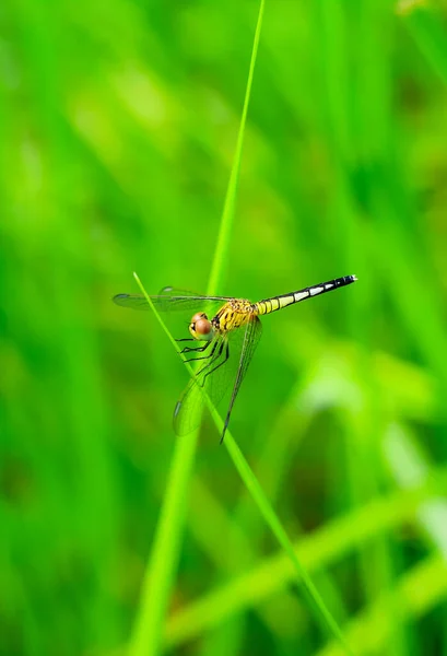 Schöne Naturszene Libelle Libelle Natürlichen Lebensraum Als Hintergrund Oder Tapete — Stockfoto