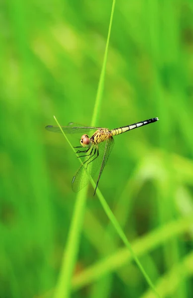 Schöne Naturszene Libelle Libelle Natürlichen Lebensraum Als Hintergrund Oder Tapete — Stockfoto