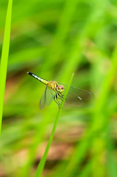 Прекрасна Сцена Природи Бабка Dragonfly Природному Середовищі Проживання Використовується Фон — стокове фото