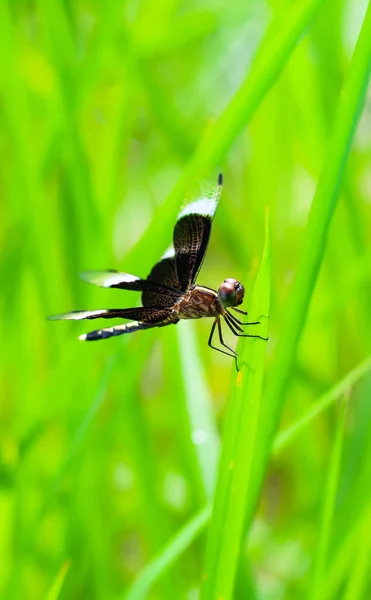 Schöne Naturszene Libelle Libelle Natürlichen Lebensraum Als Hintergrund Oder Tapete — Stockfoto