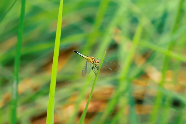 Beautiful Nature Scene Dragonfly Dragonfly Nature Habitat Using Background Wallpaper — Stock Photo, Image