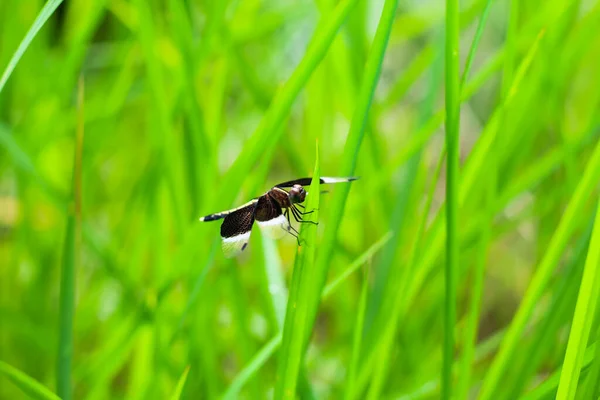 Beautiful Nature Scene Dragonfly Dragonfly Nature Habitat Using Background Wallpaper — Stock Photo, Image