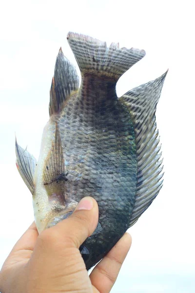 Бангладеський Рибалка Ловив Рибу Риба Руку Риболовля Річці Рибальськими Сітями — стокове фото