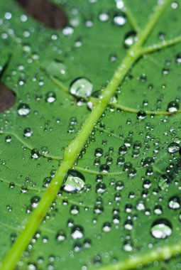 Su damlaları ile güzel yeşil bir yaprak. Duvar kâğıdı için yeşil yaprağa su damlıyor..