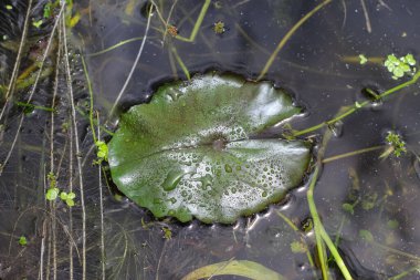 Suyun üzerinde yaprak. Duvar kağıdı için suyun üzerinde yeşil bir yaprak. Su arkaplanındaki yapraklar.