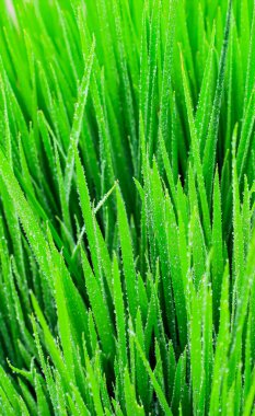 Çimenlerin üzerindeki şeffaf damlalar. Doğal yeşil arkaplan. Duvar kağıdı için yeşil çimenlere su damlaları düşer.. 