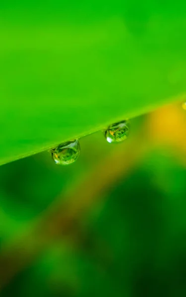 Bela Folha Verde Com Gotas Água Gotas Água Folha Verde — Fotografia de Stock