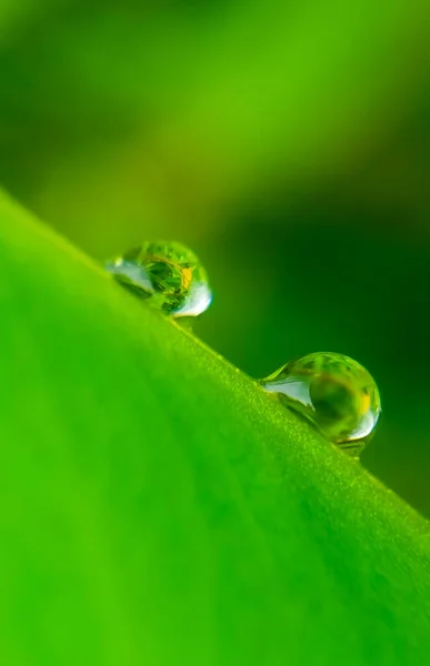 Beautiful Green Leaf Drops Water Water Drops Green Leaf Wallpaper — Stock Photo, Image