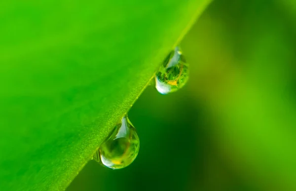 Bela Folha Verde Com Gotas Água Gotas Água Folha Verde — Fotografia de Stock