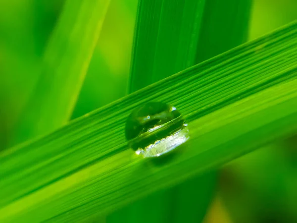 Des Gouttes Transparentes Rosée Eau Sur Herbe Ferment Gouttes Eau — Photo