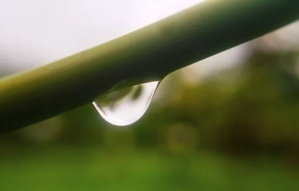 Rain Water Drop Green Leaf Green Leaves Water Droplets Wallpaper — Stock Photo, Image